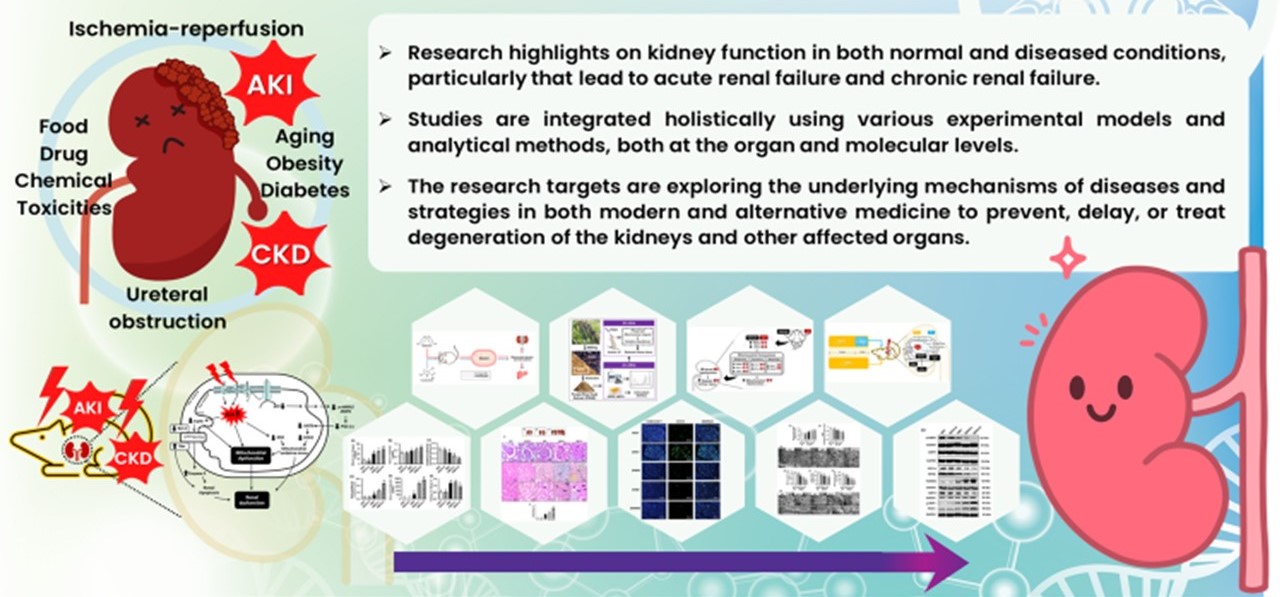 Integrative Renal Research Unit